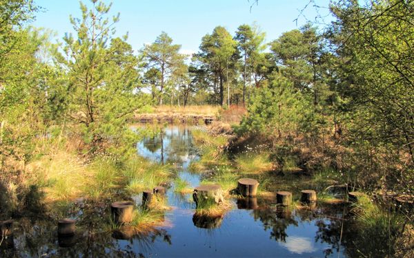 Balancierstation im Naturschutzgebiet Tister Bauernmoor