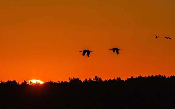 Zwei Kraniche im Sonnenuntergang im Tister Bauernmoor