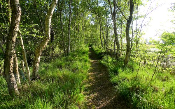 Moorerlebnispfad im Naturschutzgebiet Huvenhoopsmoor