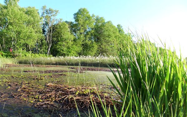 Hochmoor im Naturschutzgebiet Huvenhoopsmoor