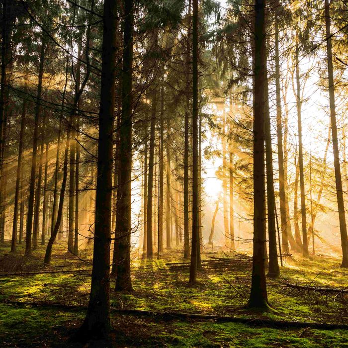 Morgendliche Stimmung im Waldgebiet Großes Holz