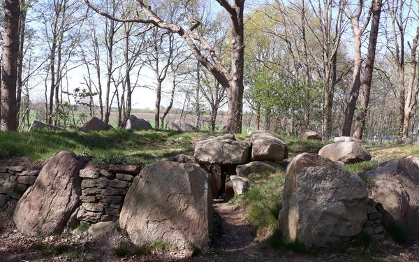Großsteingrab in Steinfeld bei Bülstedt