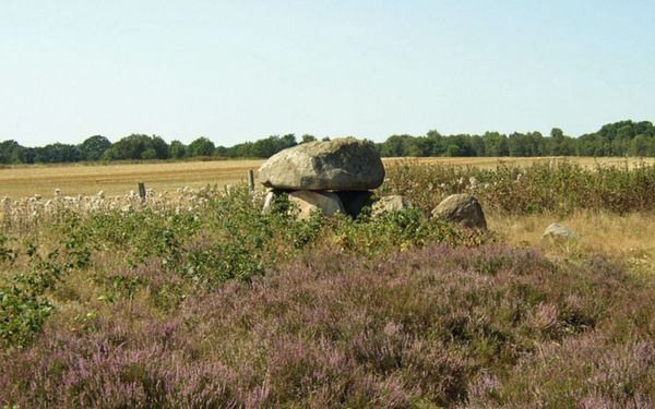 Grabfeld Steinalkenheide mit Heidefläche