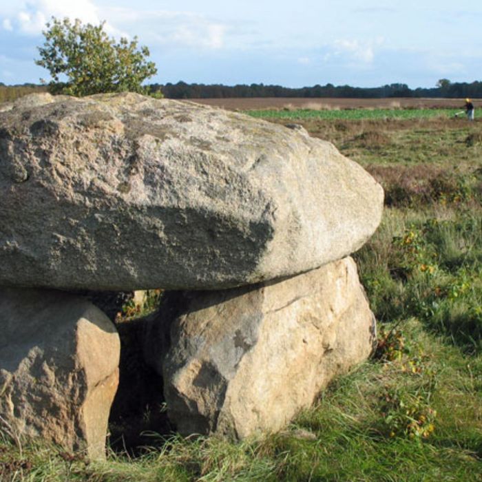 Steinalkenheide Gabfälder