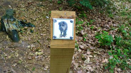 Folgen Sie dem Wildschwein auf dem 3 km langen Waldlehrpfad