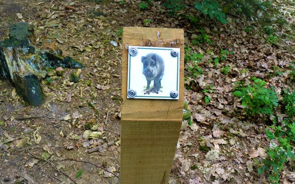 Folgen Sie dem Wildschwein auf dem 3 km langen Waldlehrpfad