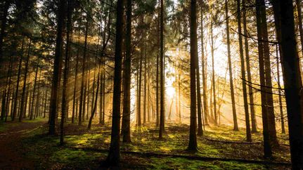 Morgenstimmung im Waldgebiet Großes Holz