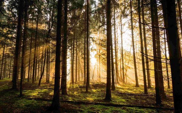 Morgenstimmung im Waldgebiet Großes Holz