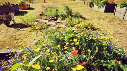 Blumenbeet im Mitmach- und Erlebnisgarten Hartmannshof