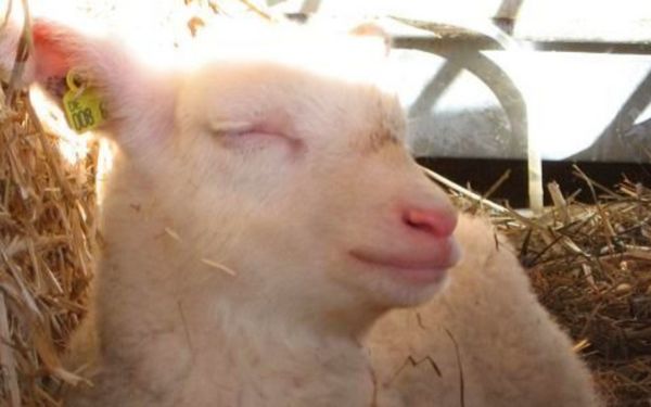 Milchschafhof Brünjes