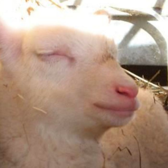 Milchschafhof Brünjes