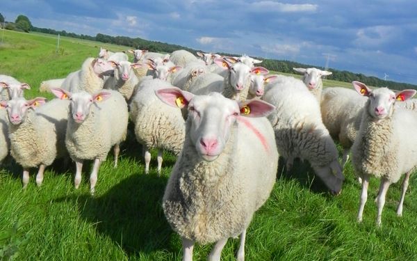 Schafherde des Milchschafhofes Brünjes