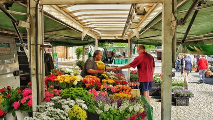 Der Zevener Wochenmarkt auf dem Vitus-Platz