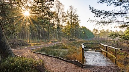 Moorerlebniszone im Großen und Weißen Moor