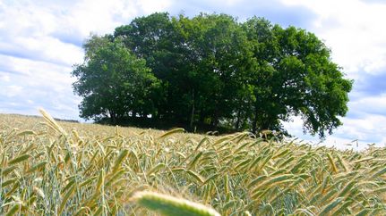 Grabhügel Sieversberg