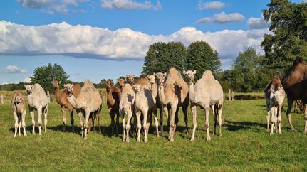 Eine Kamelherde auf der frischen Wiese der Kamelfarm Marquard