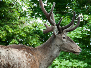 Deer Park Lucerne