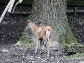 Deer Park Lucerne