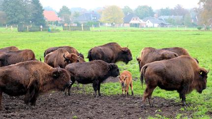 Bisonherde mit Kalb in Boitzen