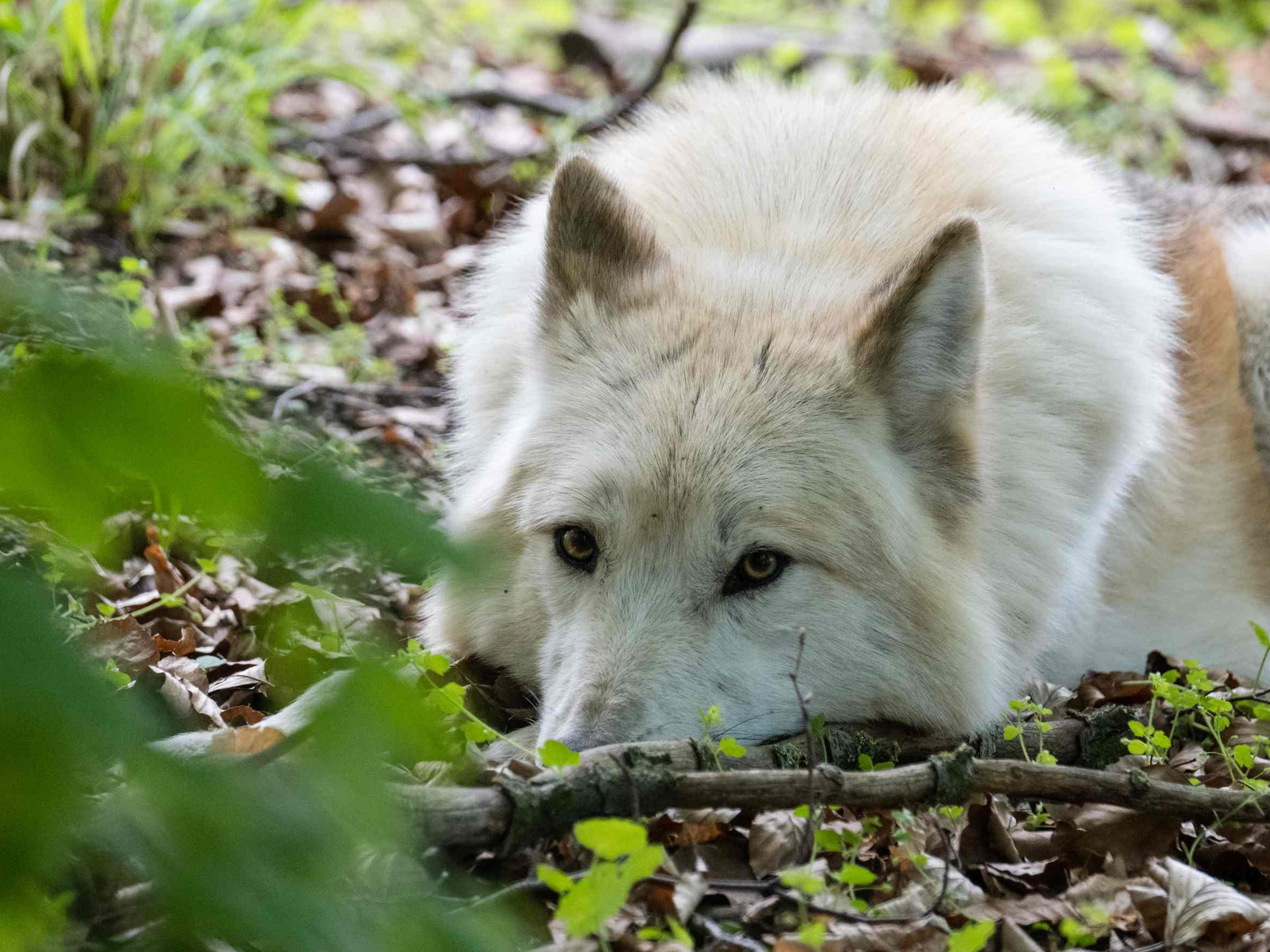 Ferienprogramm Zeitreise Wolf im Bärenpark Worbis