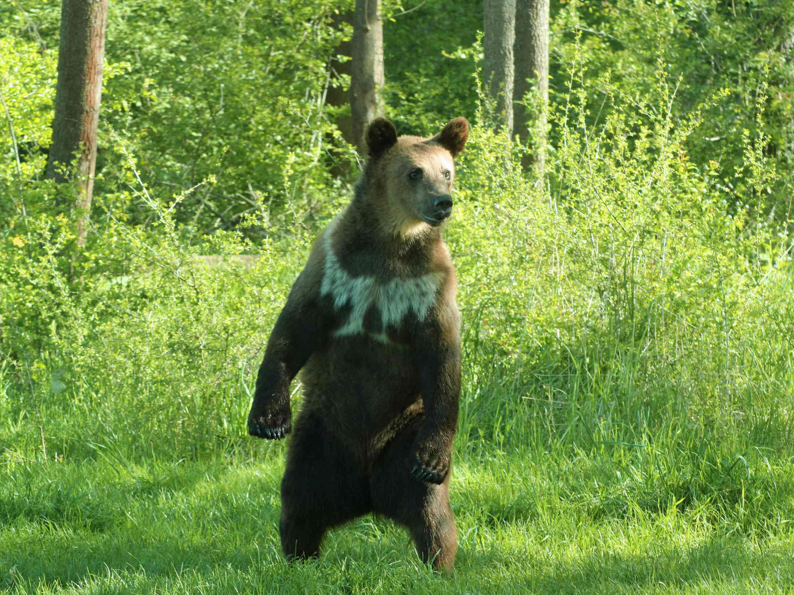 Ferienprogramm Bär Escape im Bärenpark Worbis
