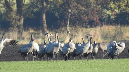 Kraniche in der Moormetropole Gnarrenburg