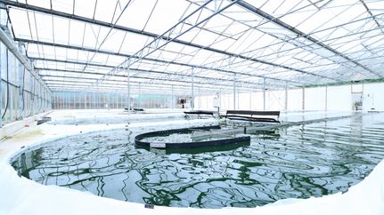 JoMaa Spirulina - Algenfarm in Rockstedt