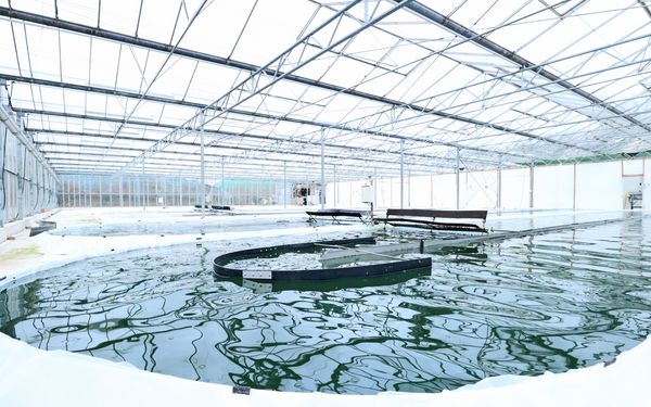 JoMaa Spirulina - Algenfarm in Rockstedt