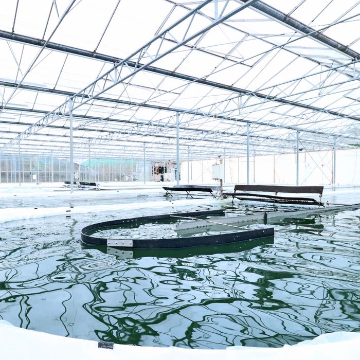 JoMaa Spirulina - Algenfarm in Rockstedt