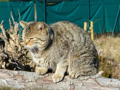 Wildkatze im Wildkatzen Erlebniszentrum Bad Harzburg
