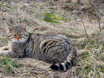 Wildkatze im Wildkatzen Erlebniszentrum Bad Harzburg