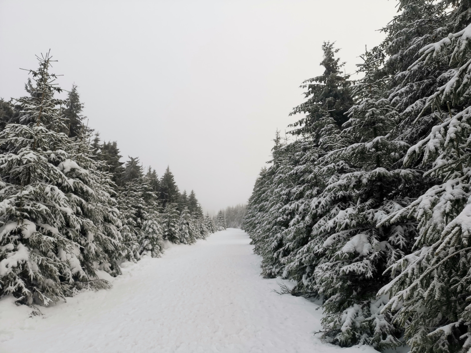 Wanderweg mit Tannen im Winter