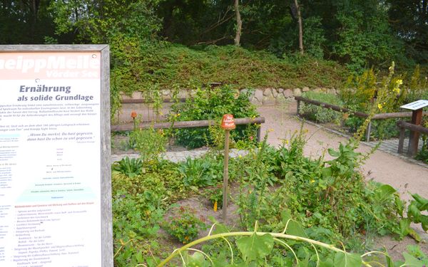 Heilpflanzen und Ernährung auf der KneippMeile am Vörder See