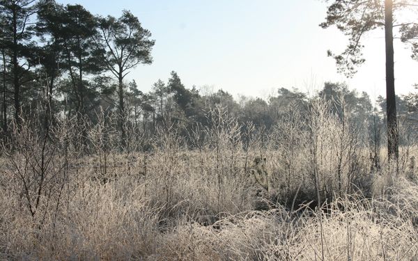 Wintermorgen im Moor