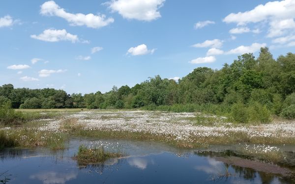 Ein weisses Bluetenmeer am Moorerlebnispfad in Gnarrenburg