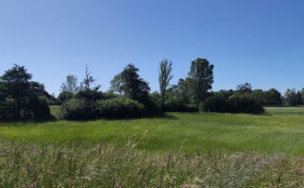 Grünzug nördl. UP2 (2).jpg