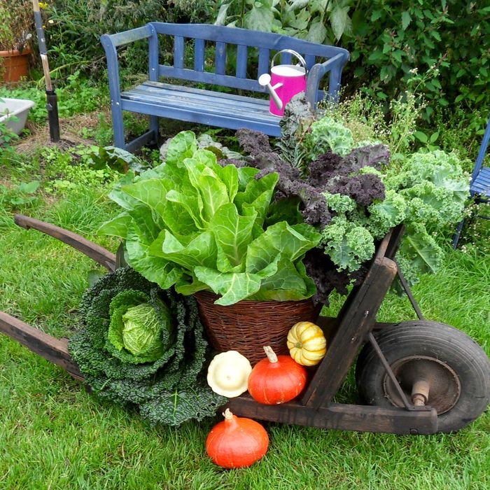Gemüse von Green & Goods in Wilstedt