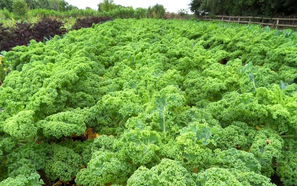 Grünkohlfeld von Green & Goods am Fischerhuder Kirchweg in Wilstedt