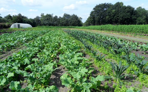 Gemüsefeld von Green & Goods in Wilstedt