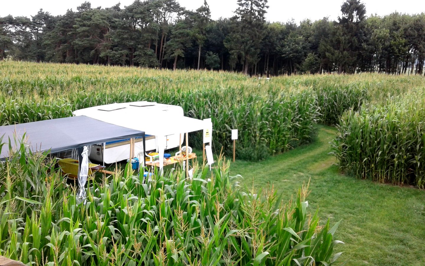 Das Maislabyrinth in Rockstedt