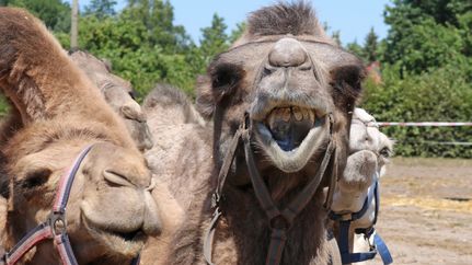 Ein Kamel zeigt Zähne auf der Kamelfarm Marquard