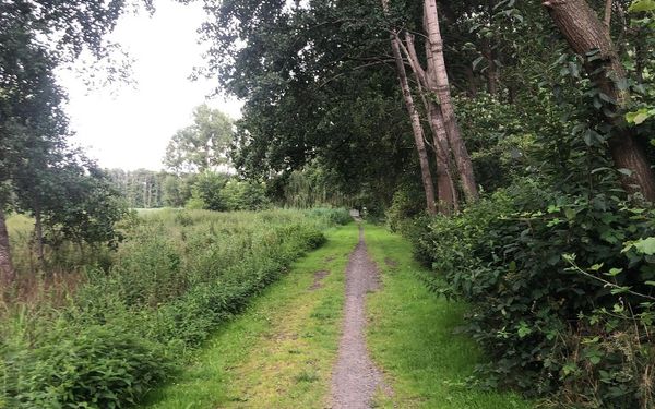 Waldweg
