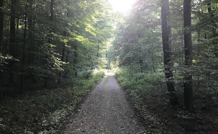 Waldweg