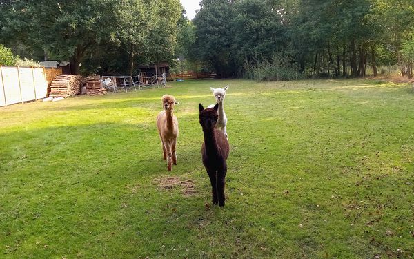 Alpakas am Lütten Moorhus Karlshöfen