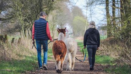 Wanderung mit Alpakas auf dem Nordpfad Kuhbach-Oste