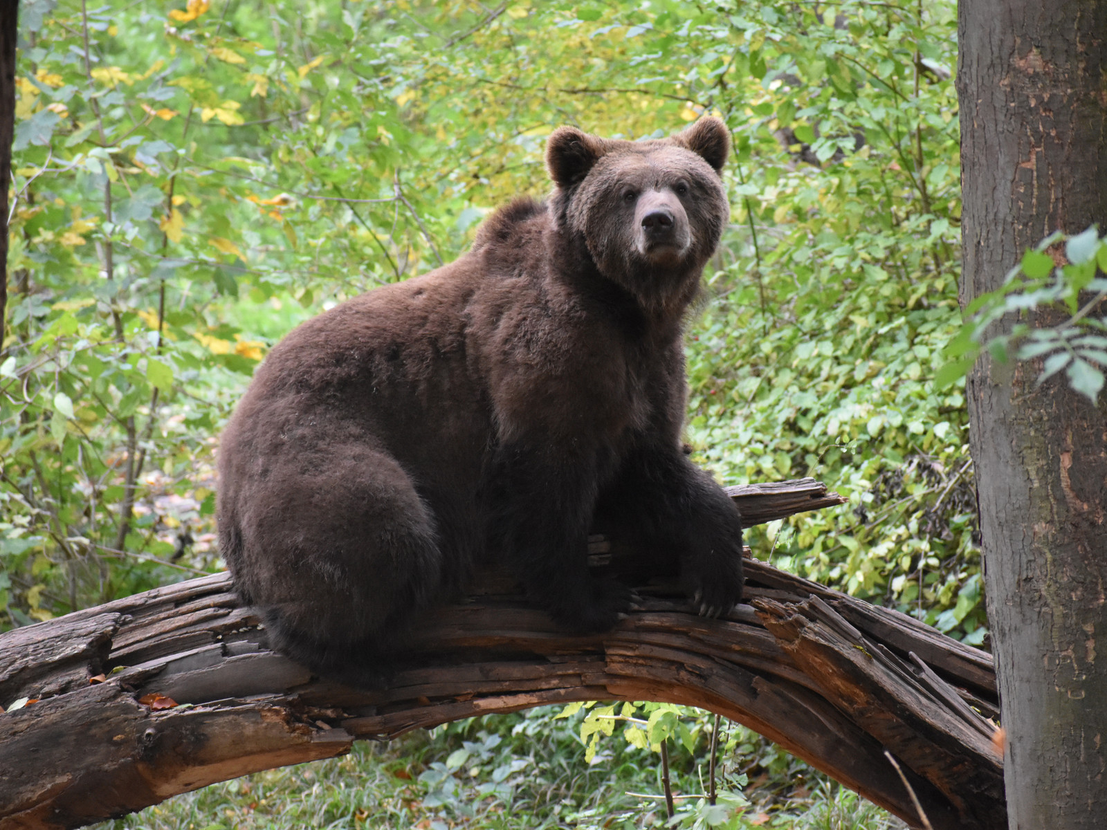 Wildes Worbis - Bärenpark Worbis