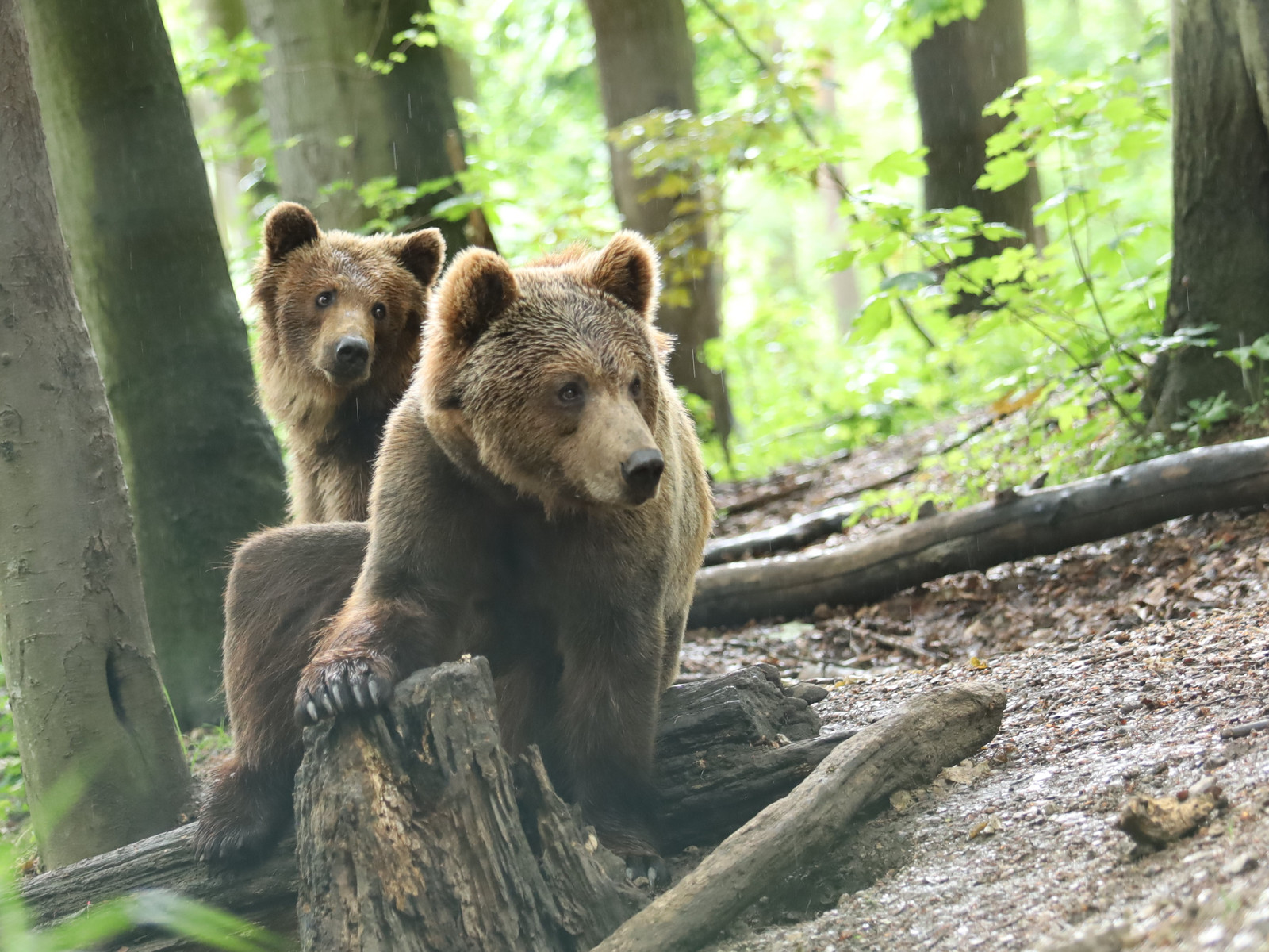 Ostern im Bärenpark Worbis