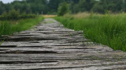 Bohlenweg am Moorerlebnispfad im Huvenhoopsmoor