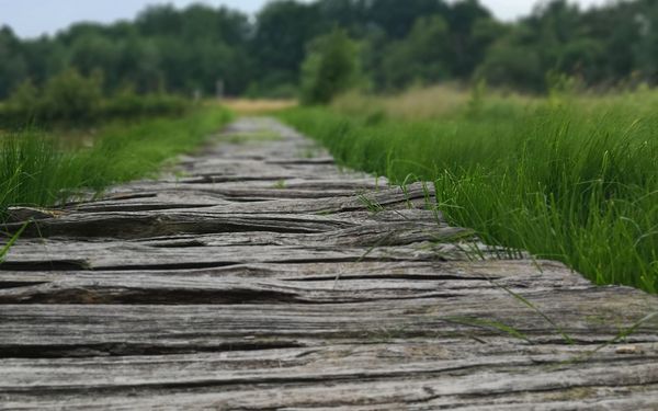 Bohlenweg am Moorerlebnispfad im Huvenhoopsmoor