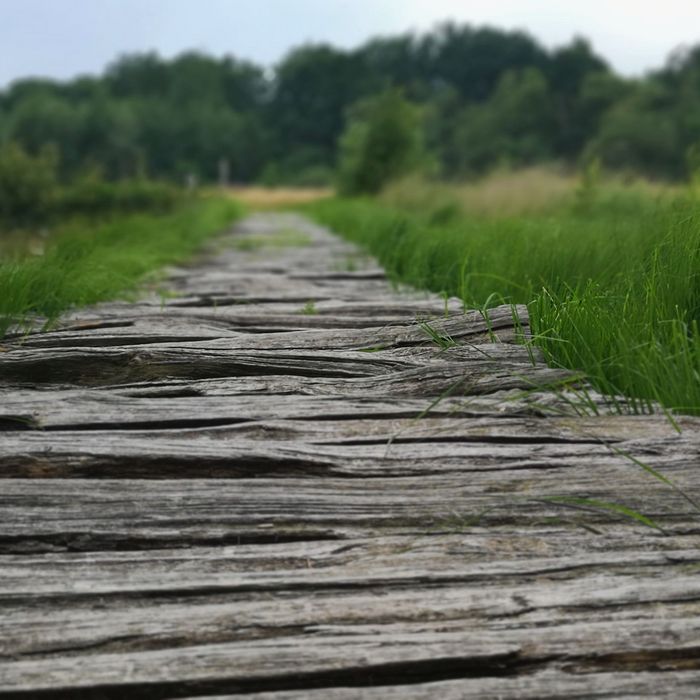 Bohlenweg am Moorerlebnispfad im Huvenhoopsmoor
